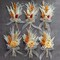Mini Dried Flowert Set (Pack of 6), Orange Small Bouquet, Pampas Small Bouquet